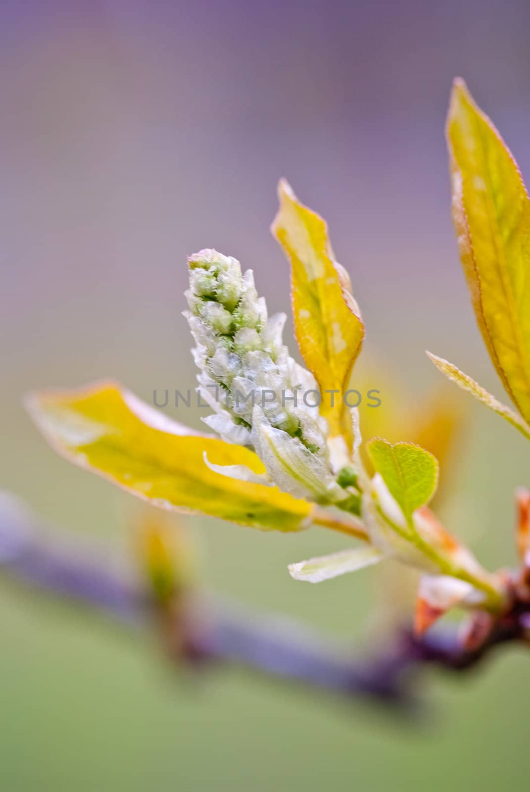 green spring bud on branch over blue sky