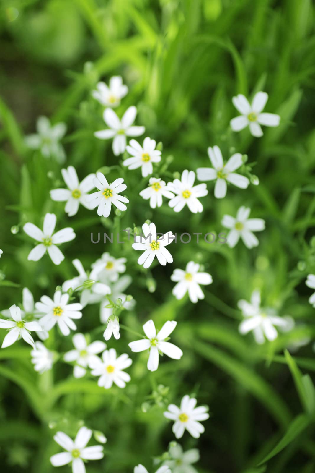 Small white flowers on a backround of green leaves and vegetation