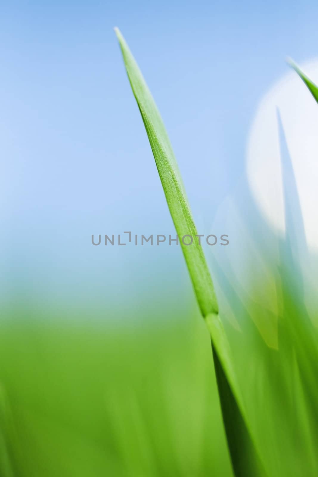 Blades of green grass on a background of clear sky and sun circle