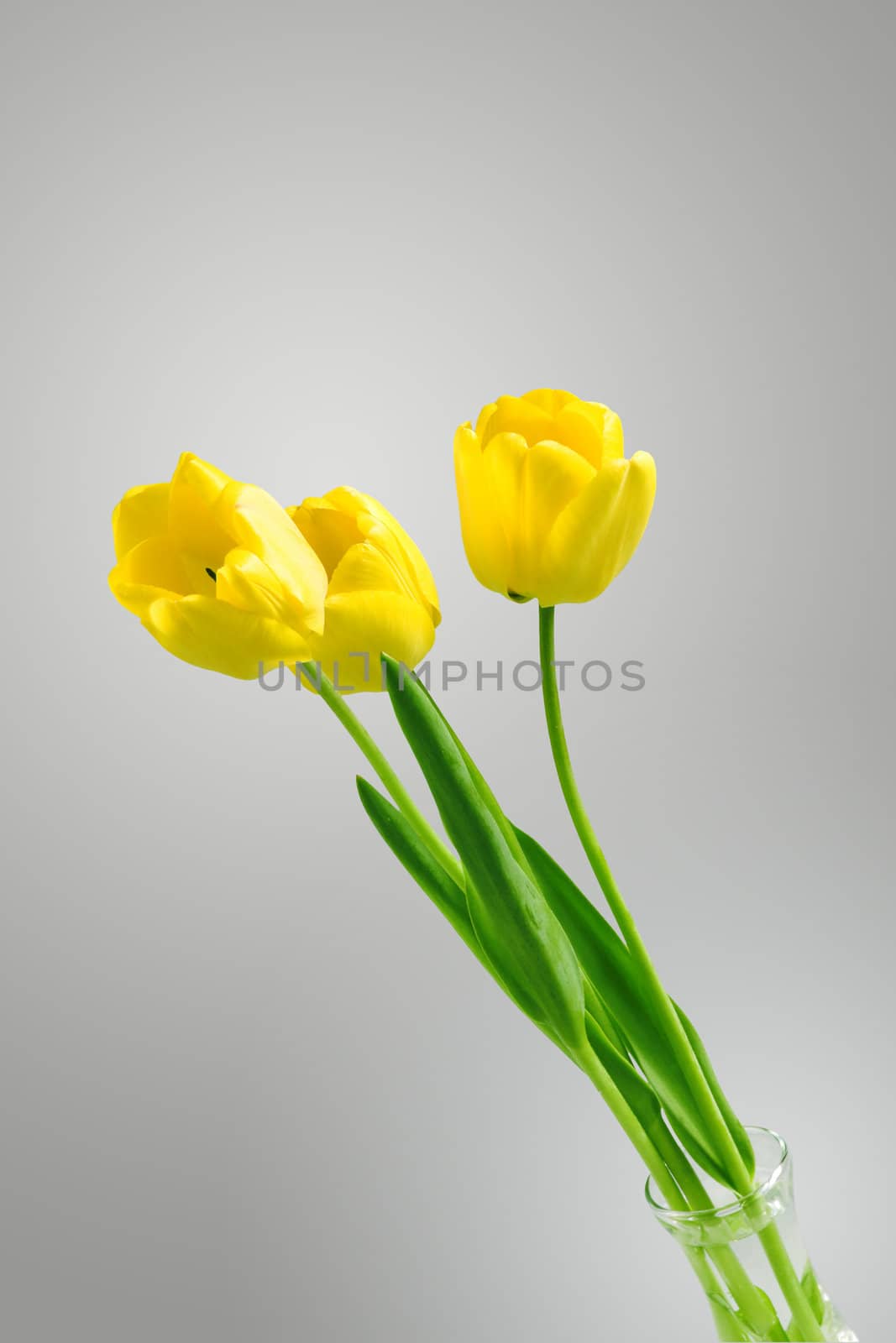 Beautiful yellow tulips on a neutral toned background