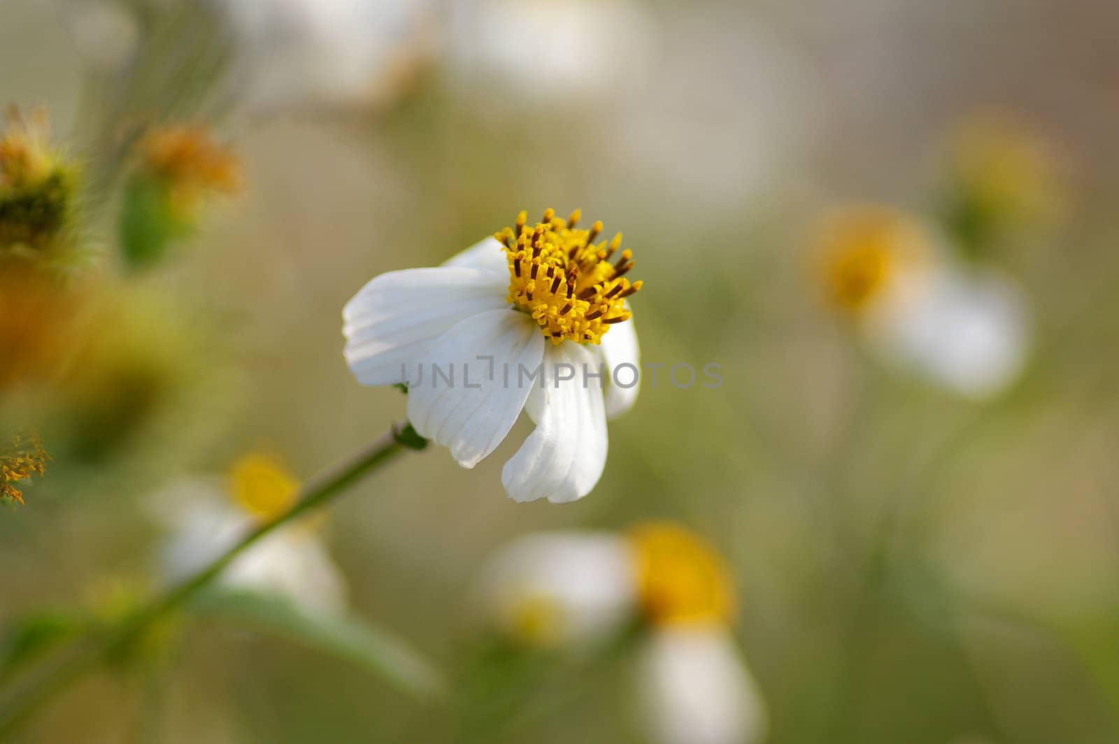 White flower in grasses