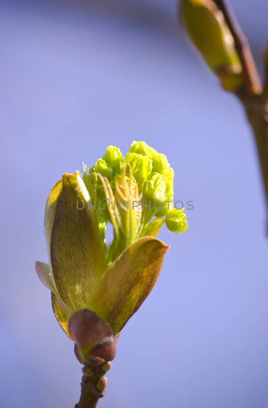 green spring bud on branch over blue sky