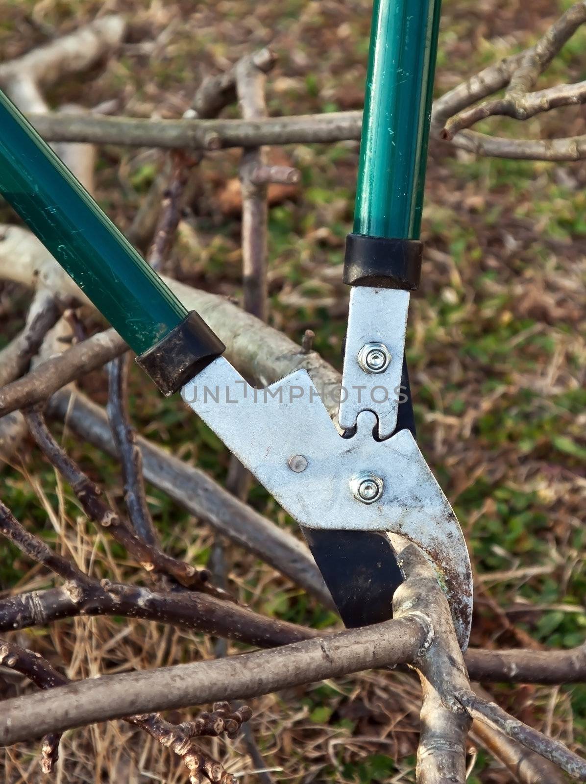 cutting tree in garden