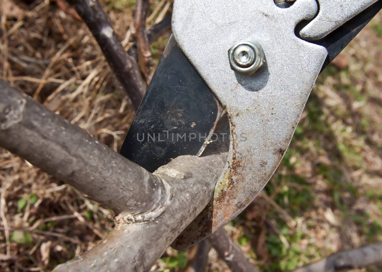 cutting tree with clippers in the garden