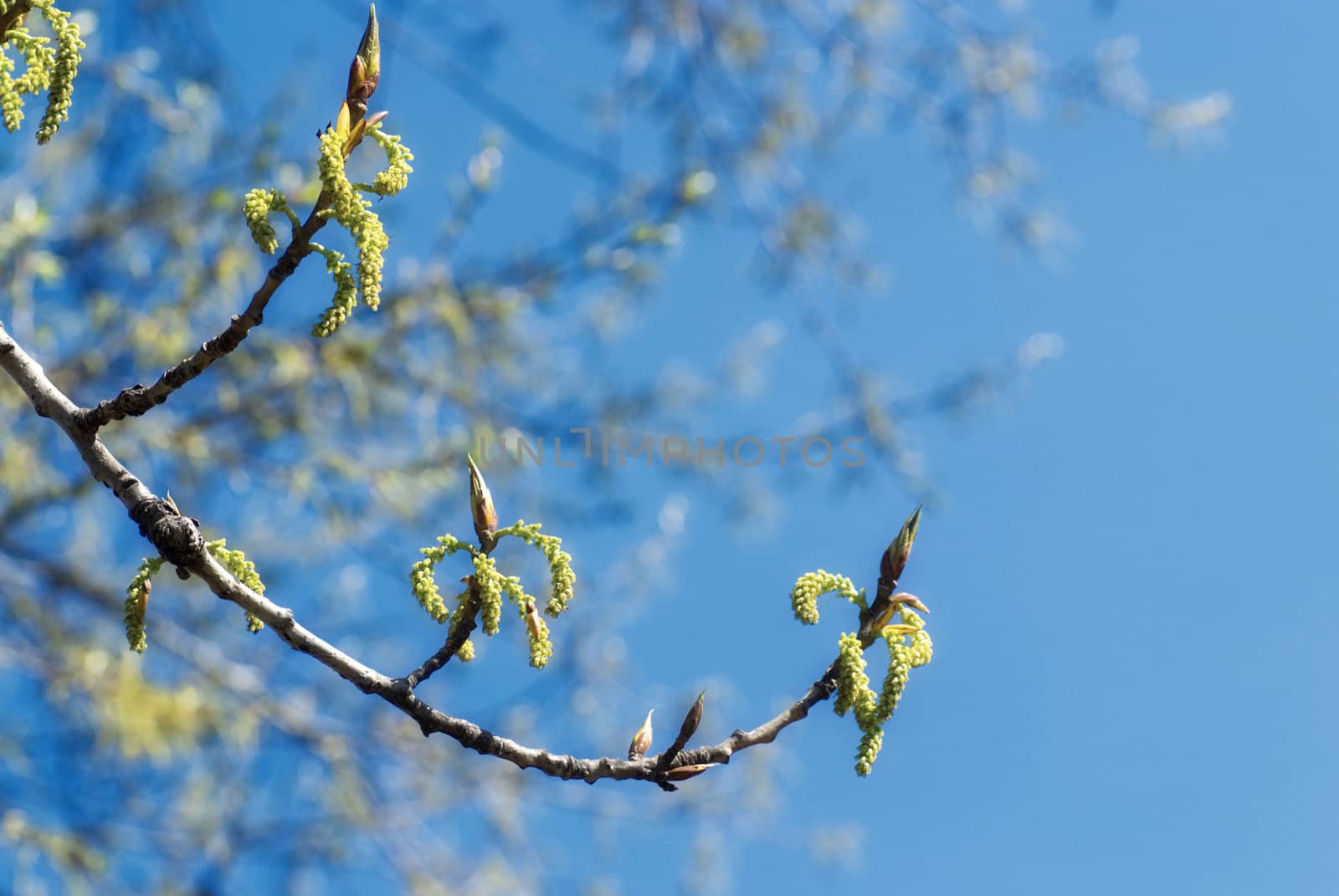 Spring Branch by petr_malyshev