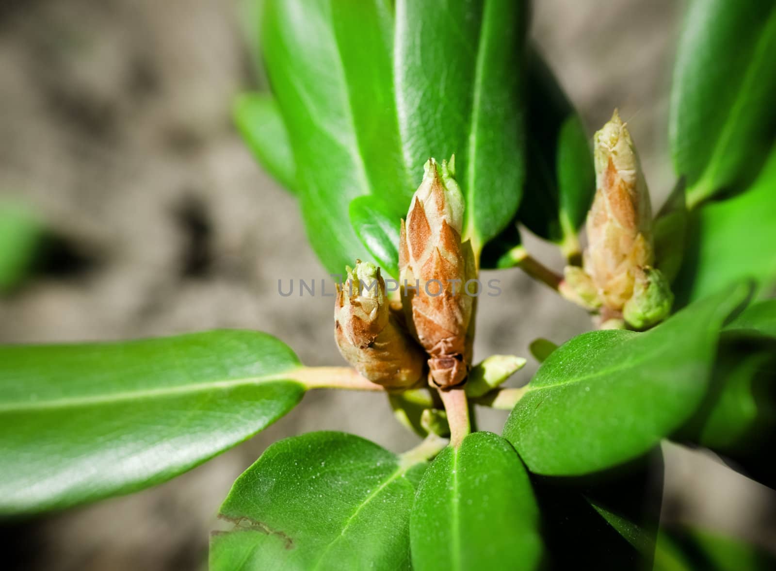 small green sprout at springtime, close up