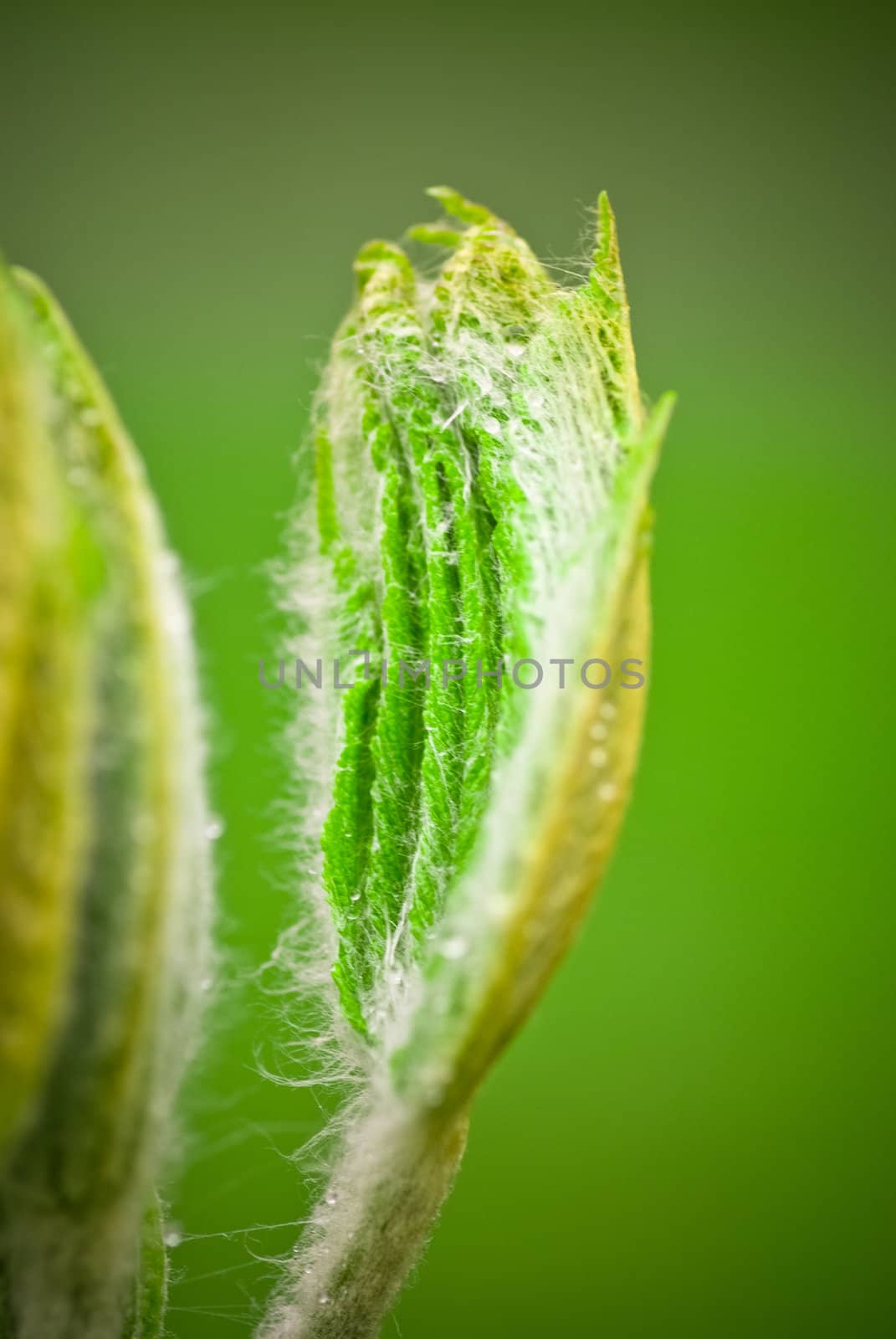 green spring bud on branch close up