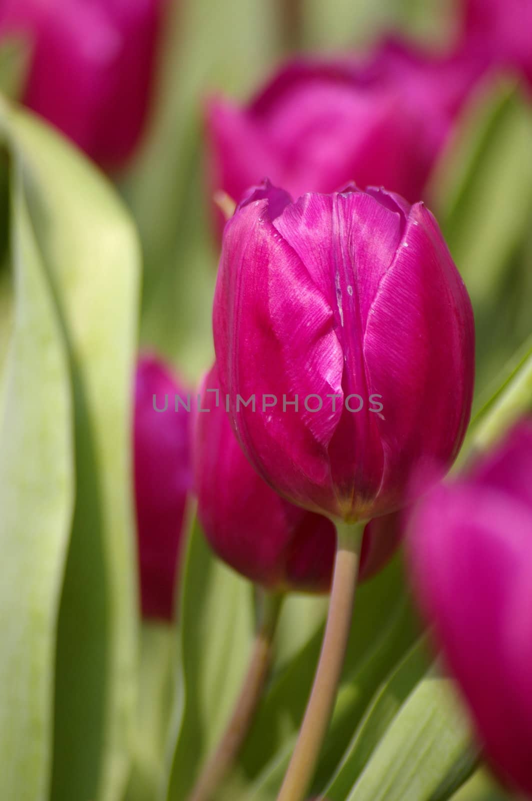 Pink tulips, close-up shot.
