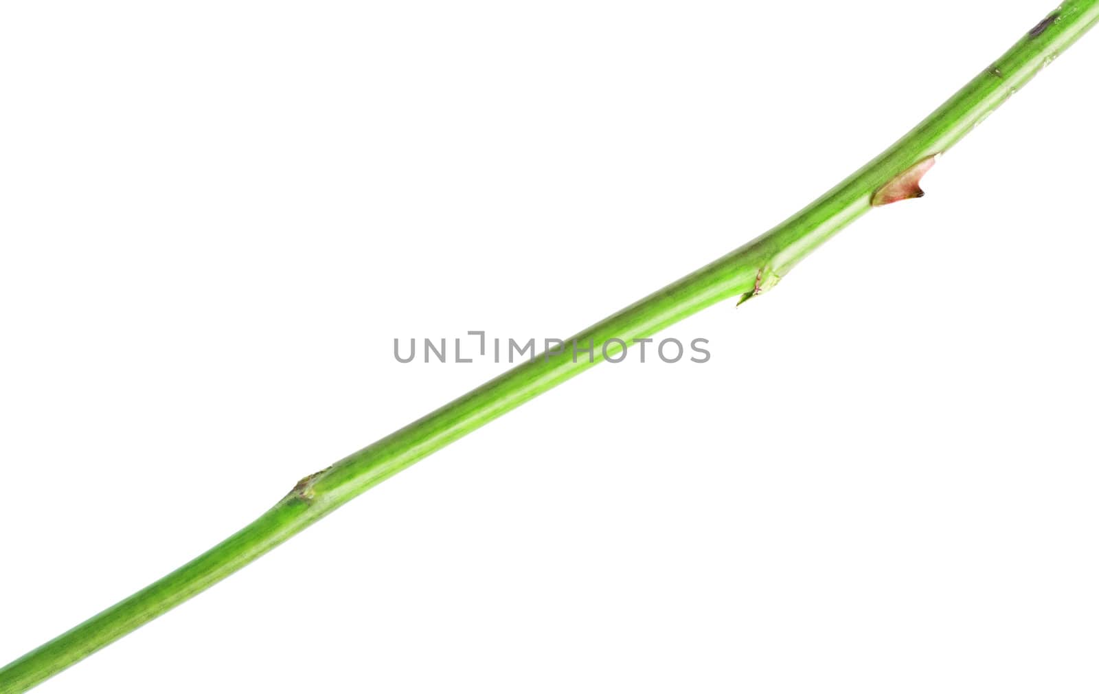 long green stem isolated on white background