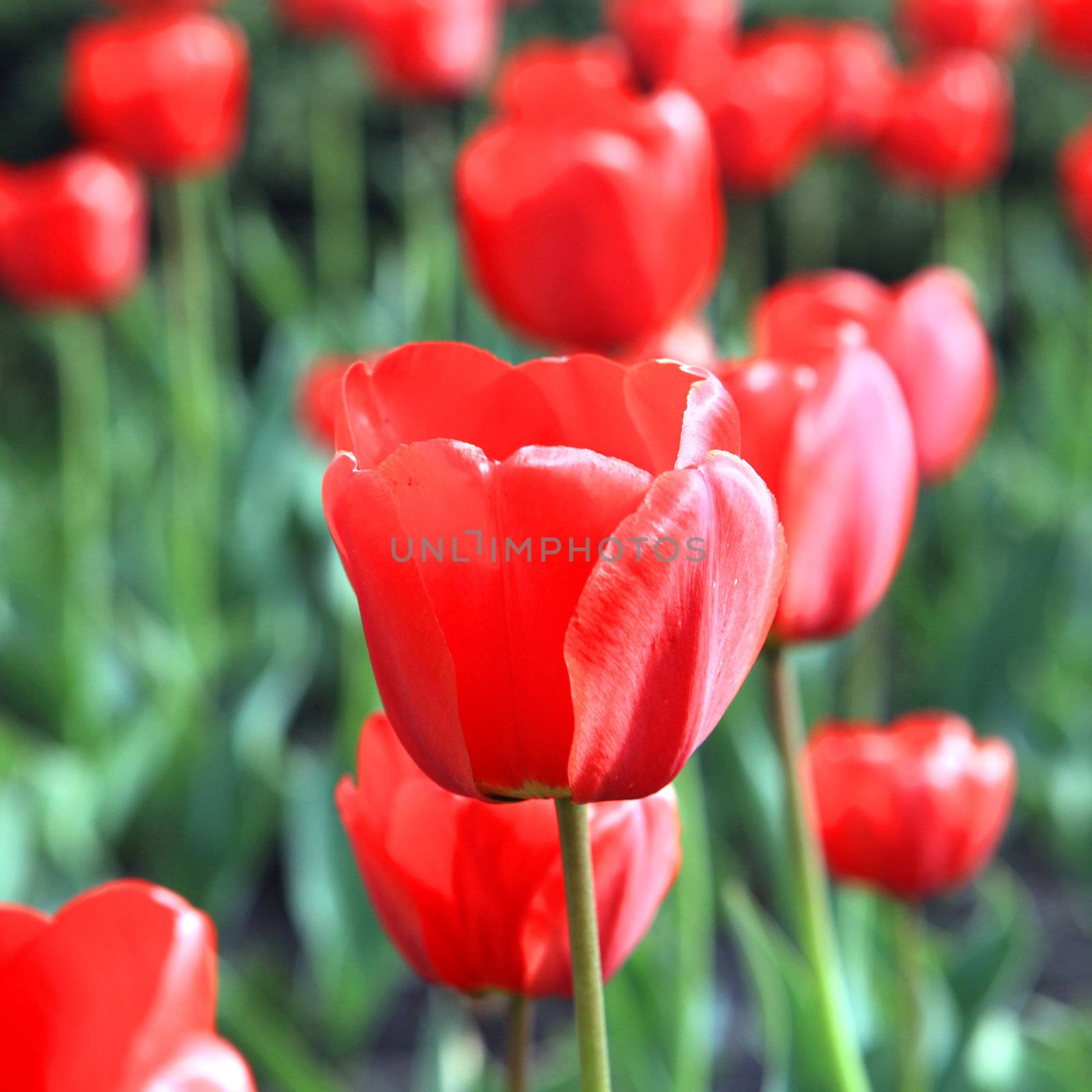 tulip flowers closeup image by ssuaphoto