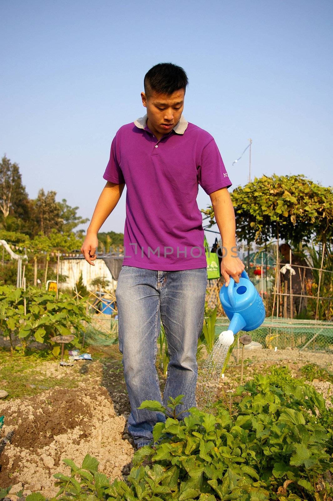 Asian man watering crops in farmland