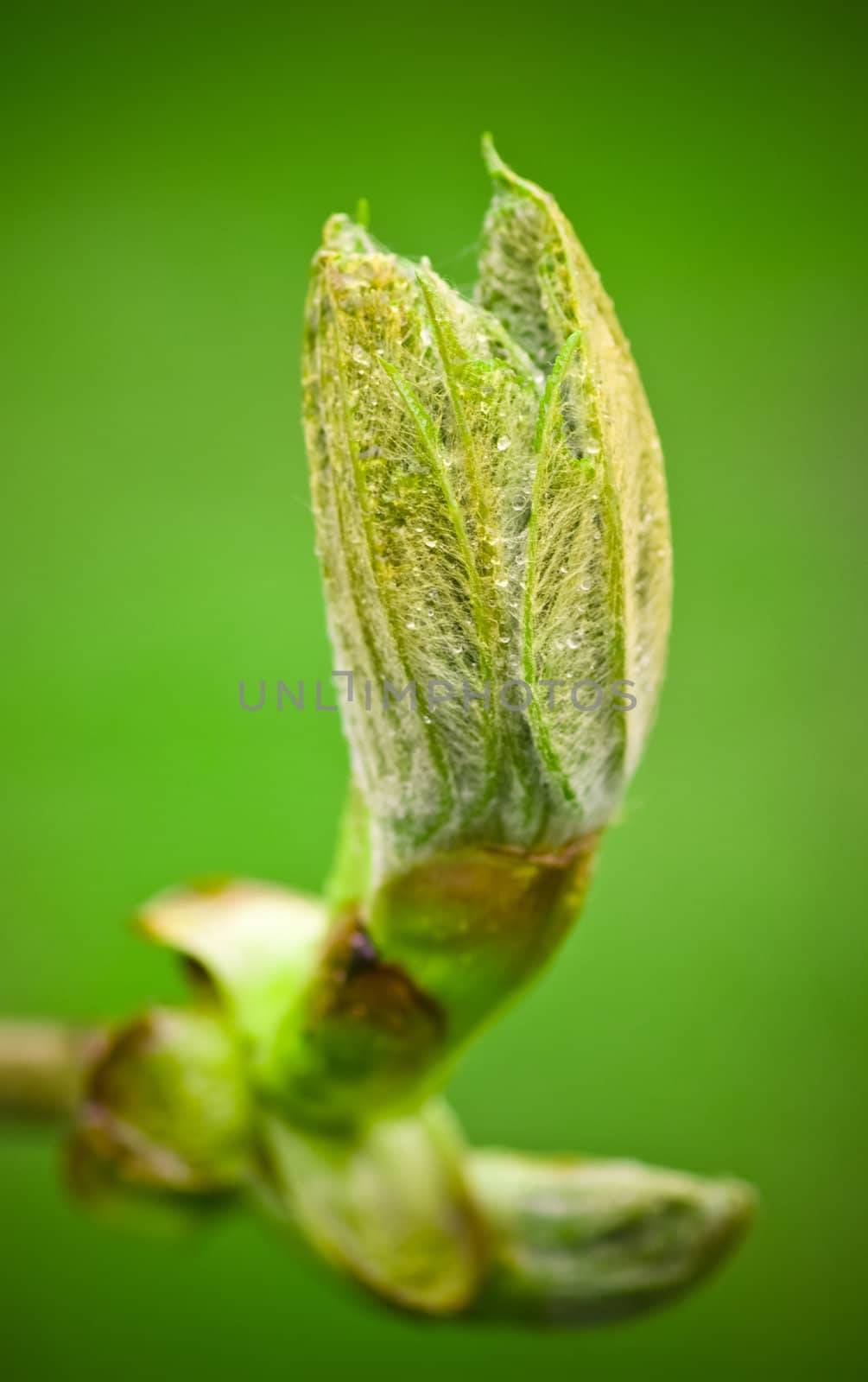 green spring bud on branch close up