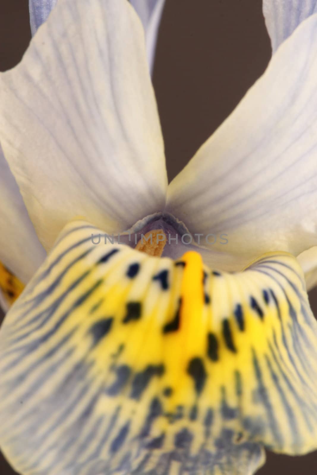 miniature iris