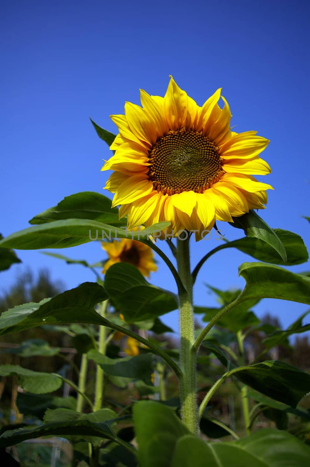 Sunflowers under blue sky by kawing921