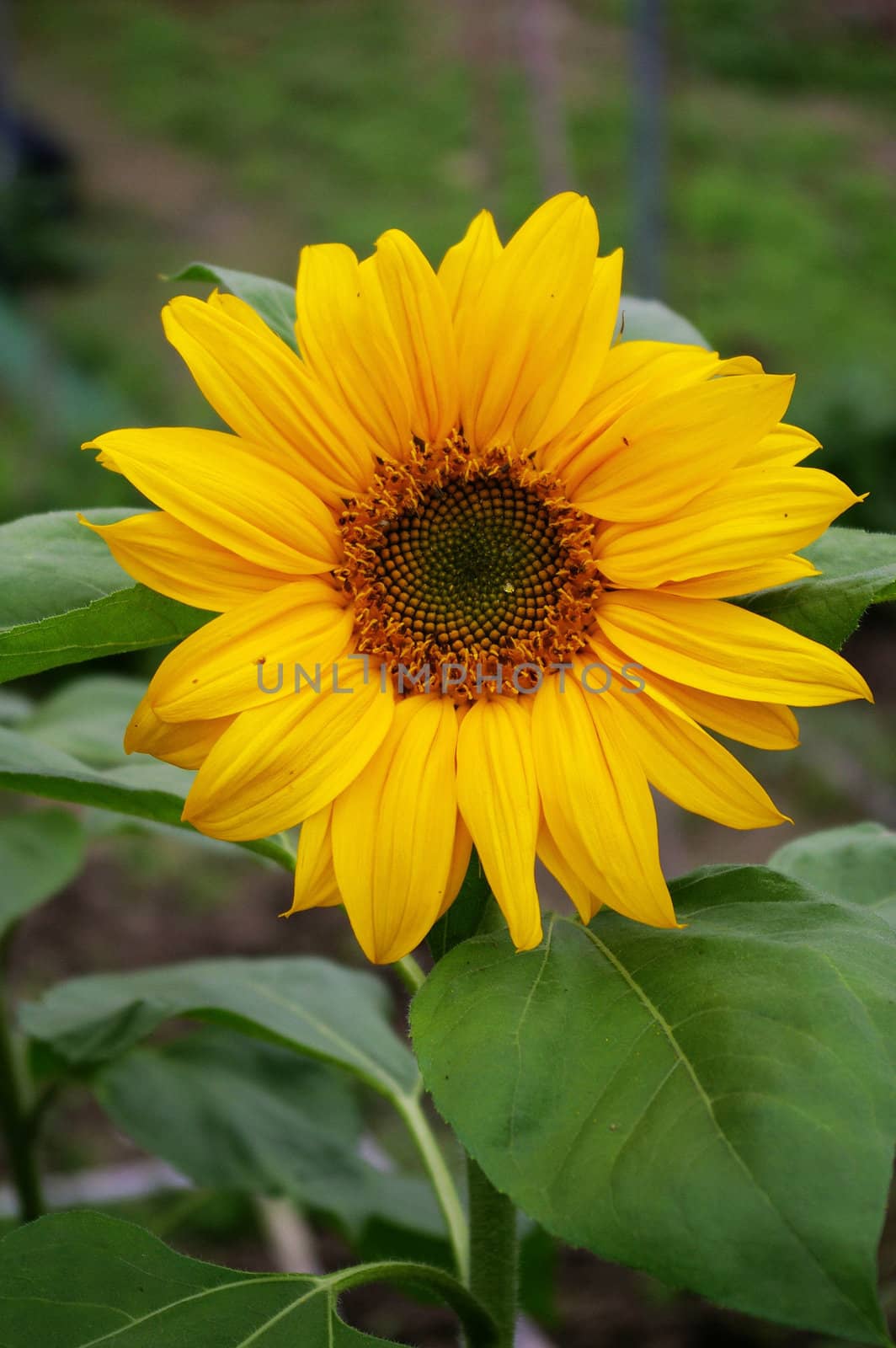 Sunflowers background