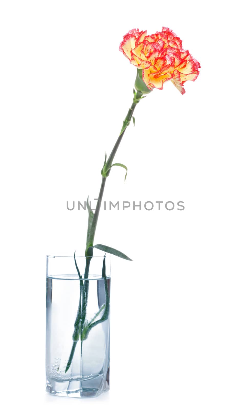 single carnation in glass isolated on white