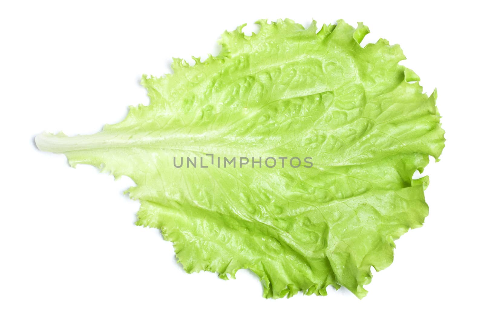 fresh green lettuce leaf isolated on white