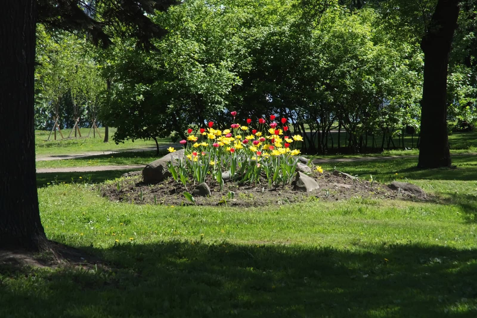 Beauty bedflower, full of yellow and red tulips, hidden in the forest