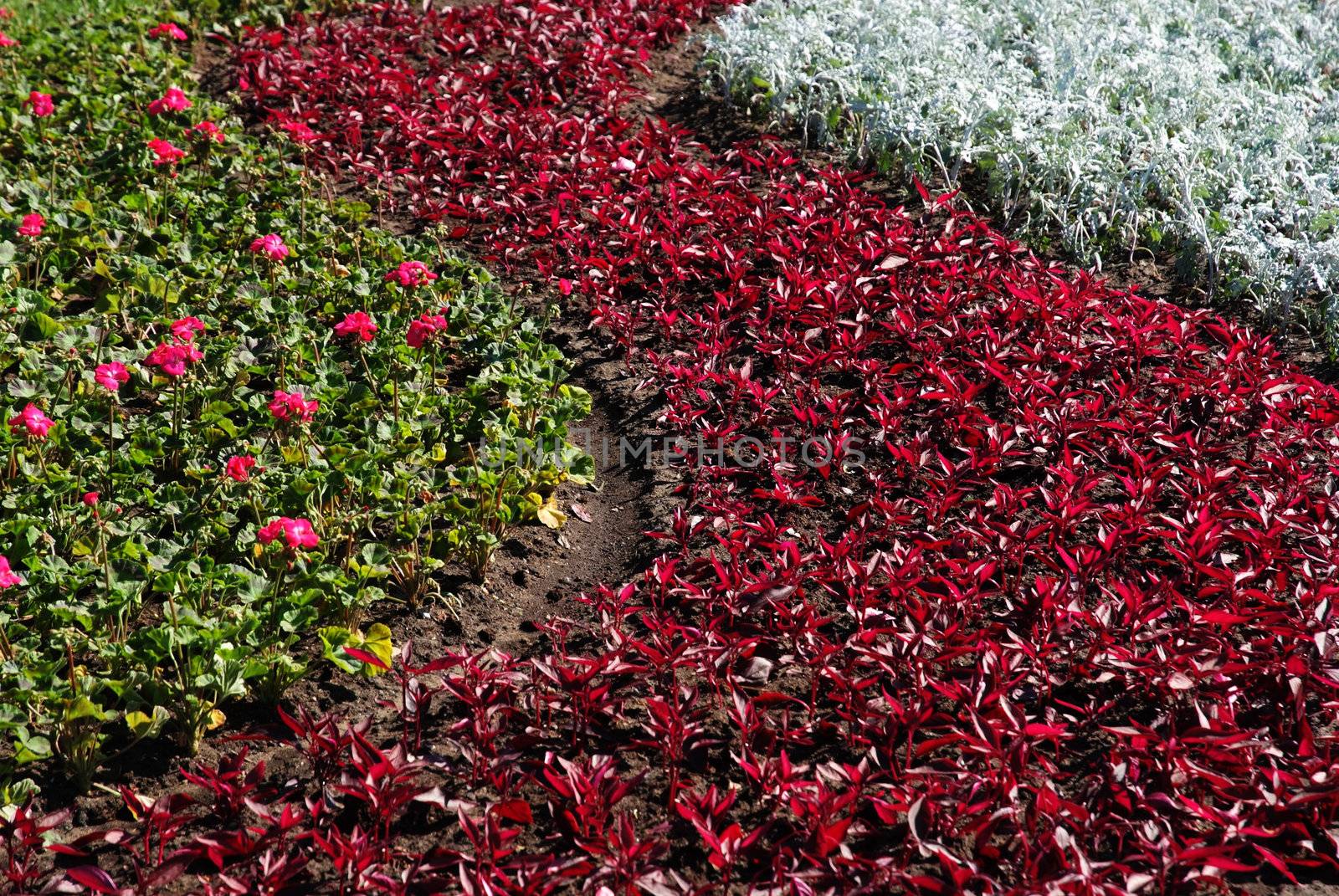 Flowerbed where flowers grows like waves. Green, red, white colours.