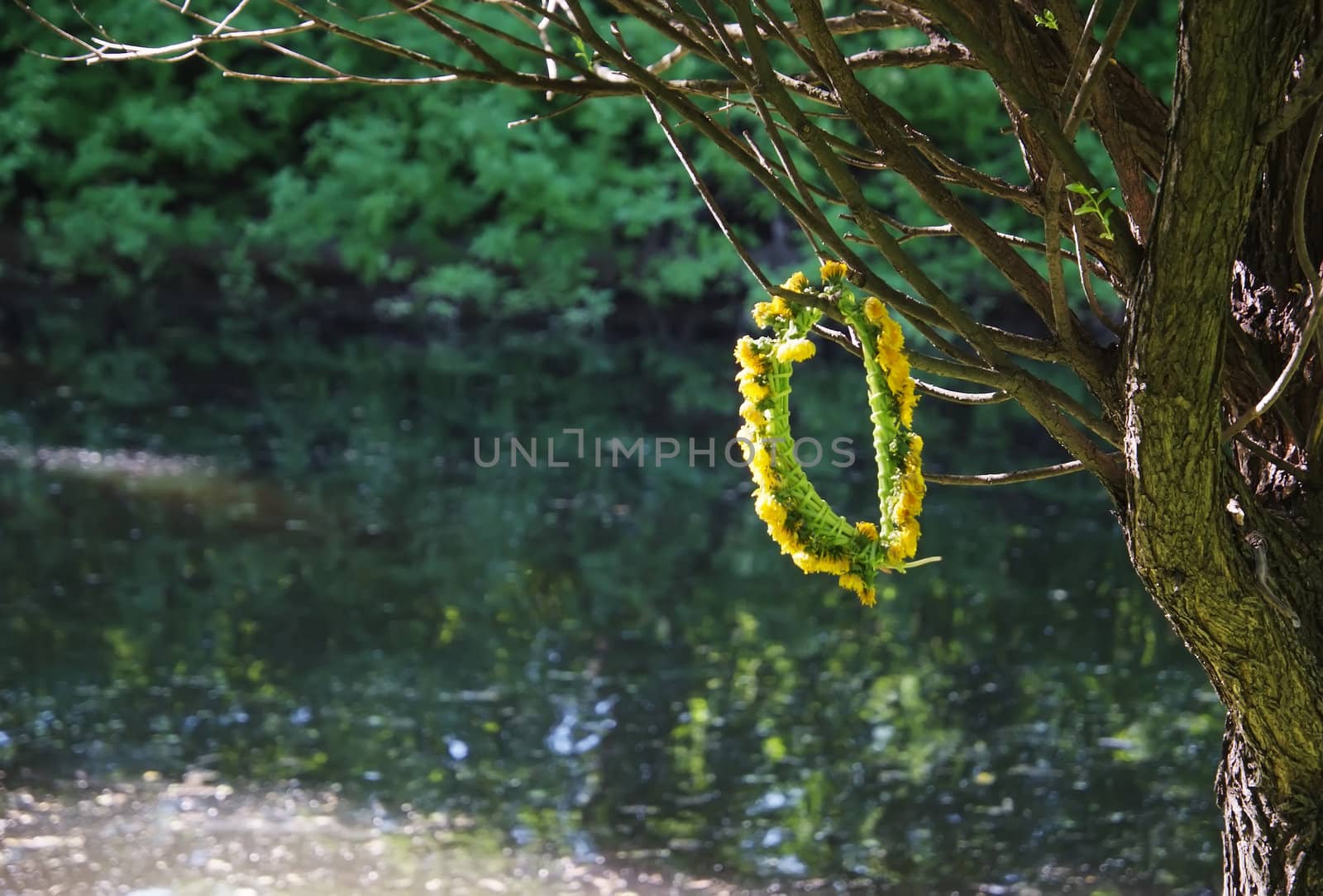 The wreath od dandelions, hanging on branch of tree