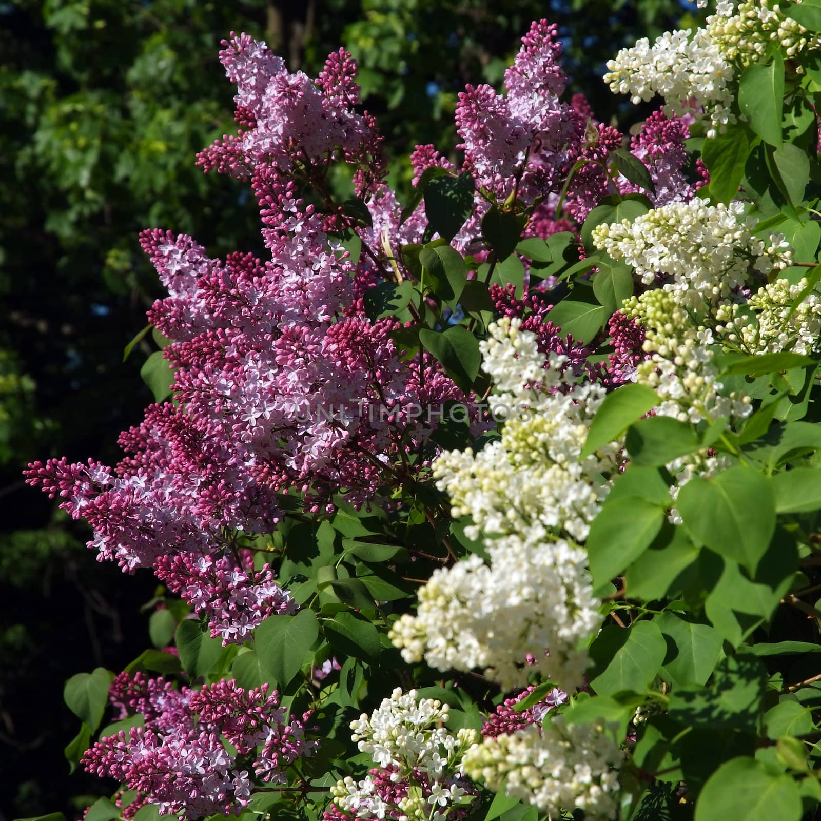 Purple and White Lilac by petr_malyshev