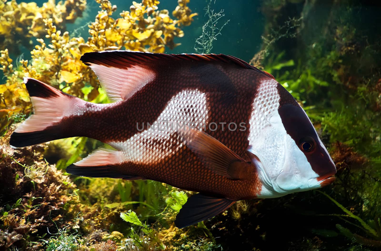 white-tailed damselfish (dascyllus aruanus)  with white strips
in natural environment