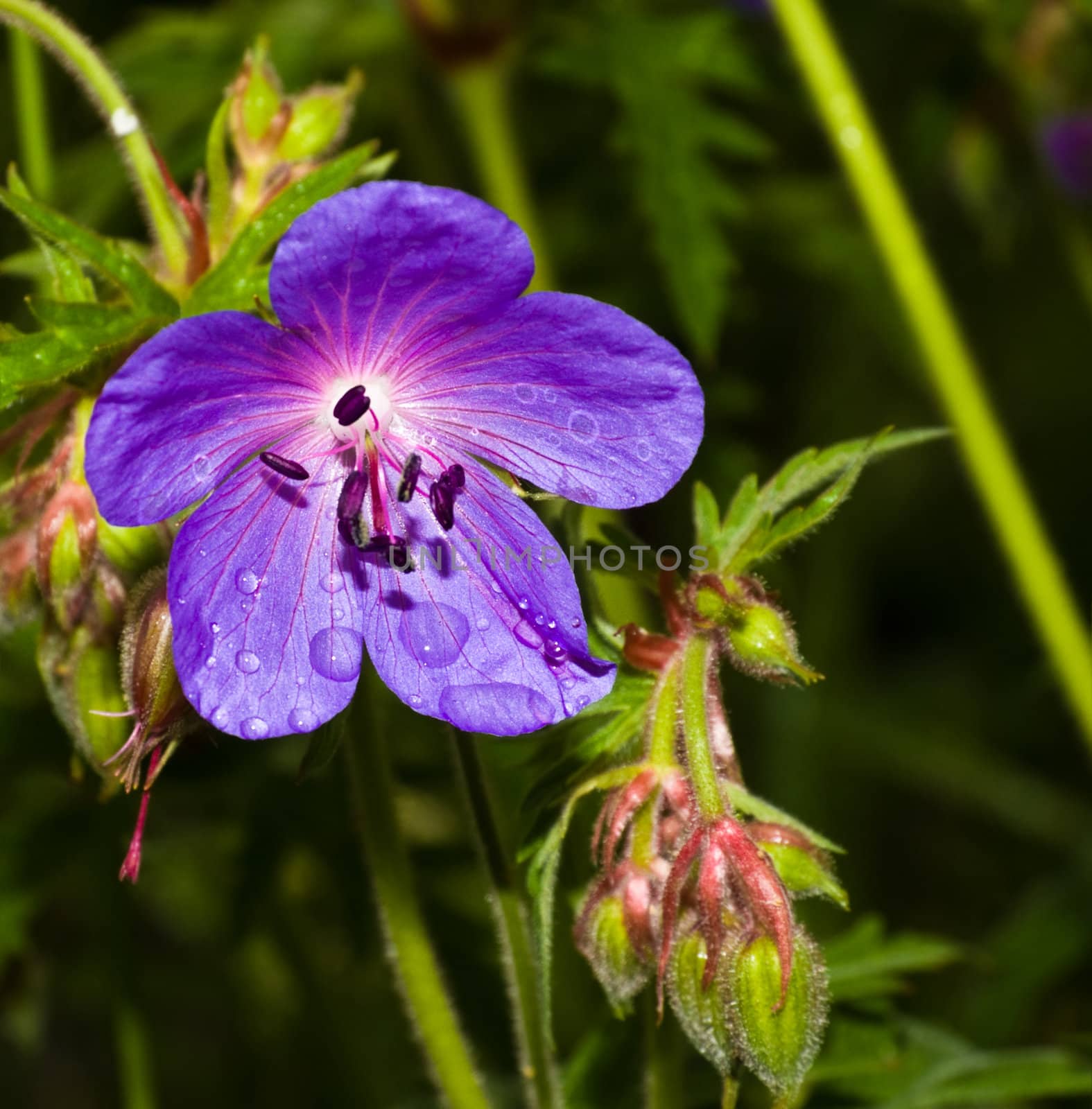 meadow violet flower with raindrops on petals close-up