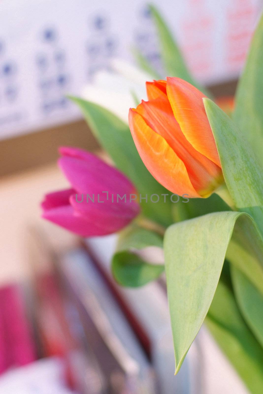 red, white and orange tulips on office calendar background