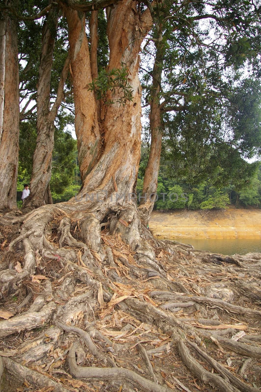 Buttress root in forest