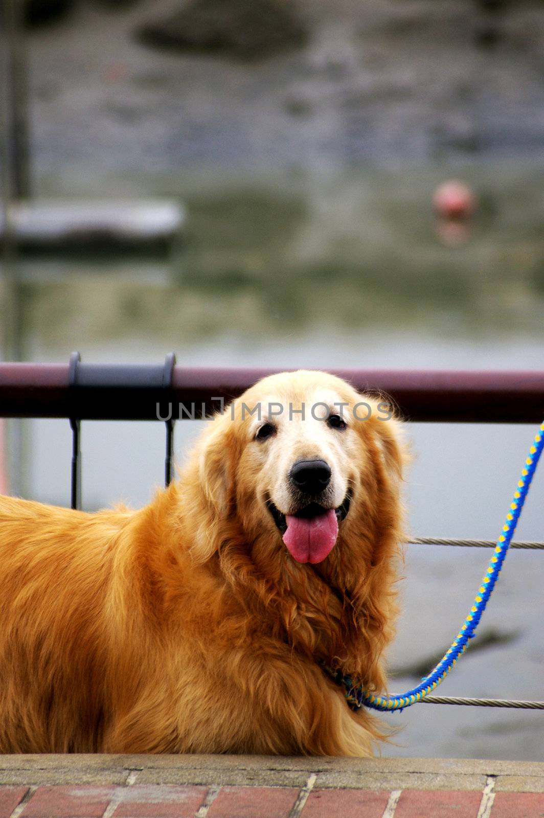 Golden Retriever on street