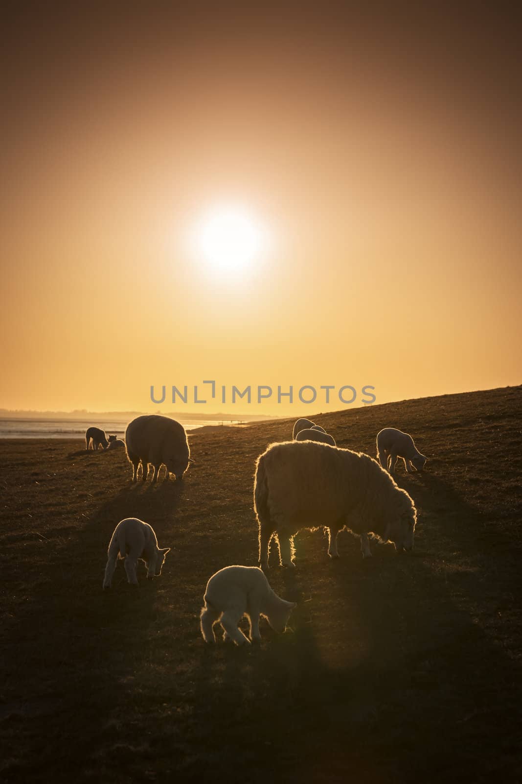 Sheep on a pasture at sunset in spring