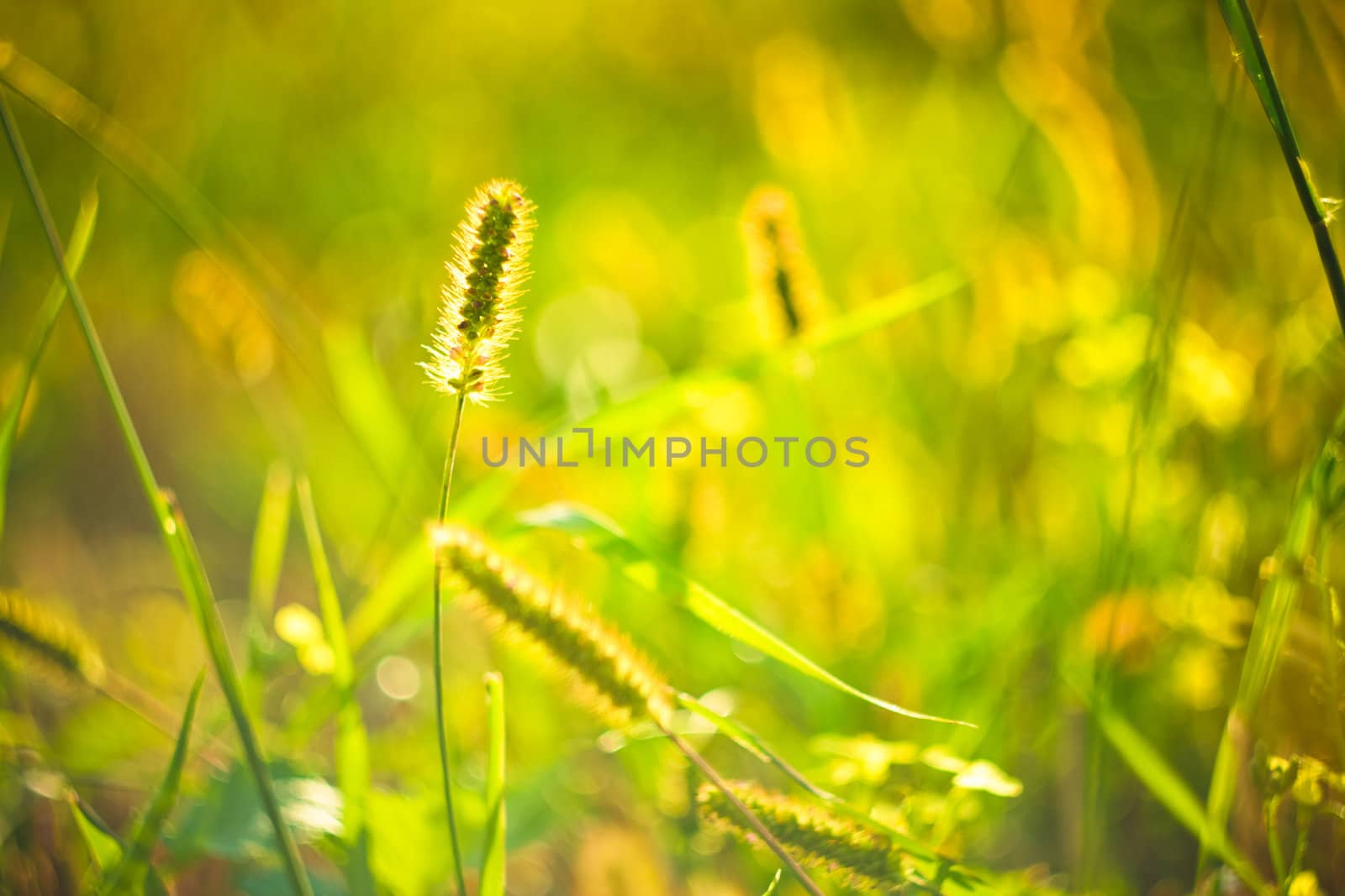 long grass meadow closeup with bright sunlight