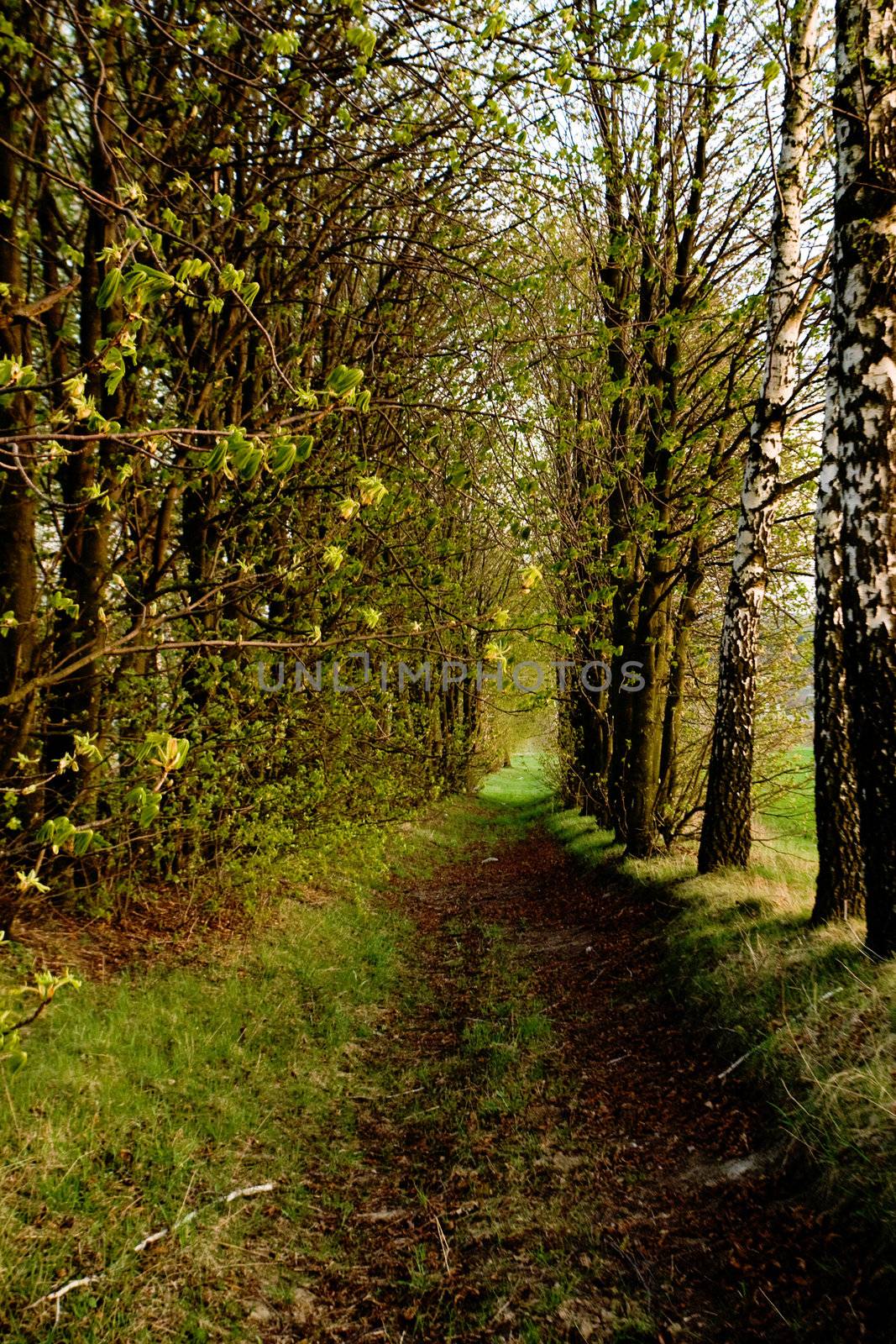 Narrow woodland road amongst  the green trees

