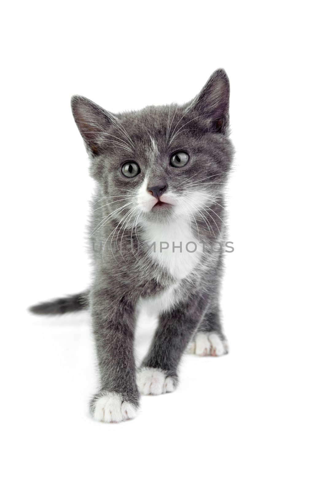 An image of a little grey kitten on white background
