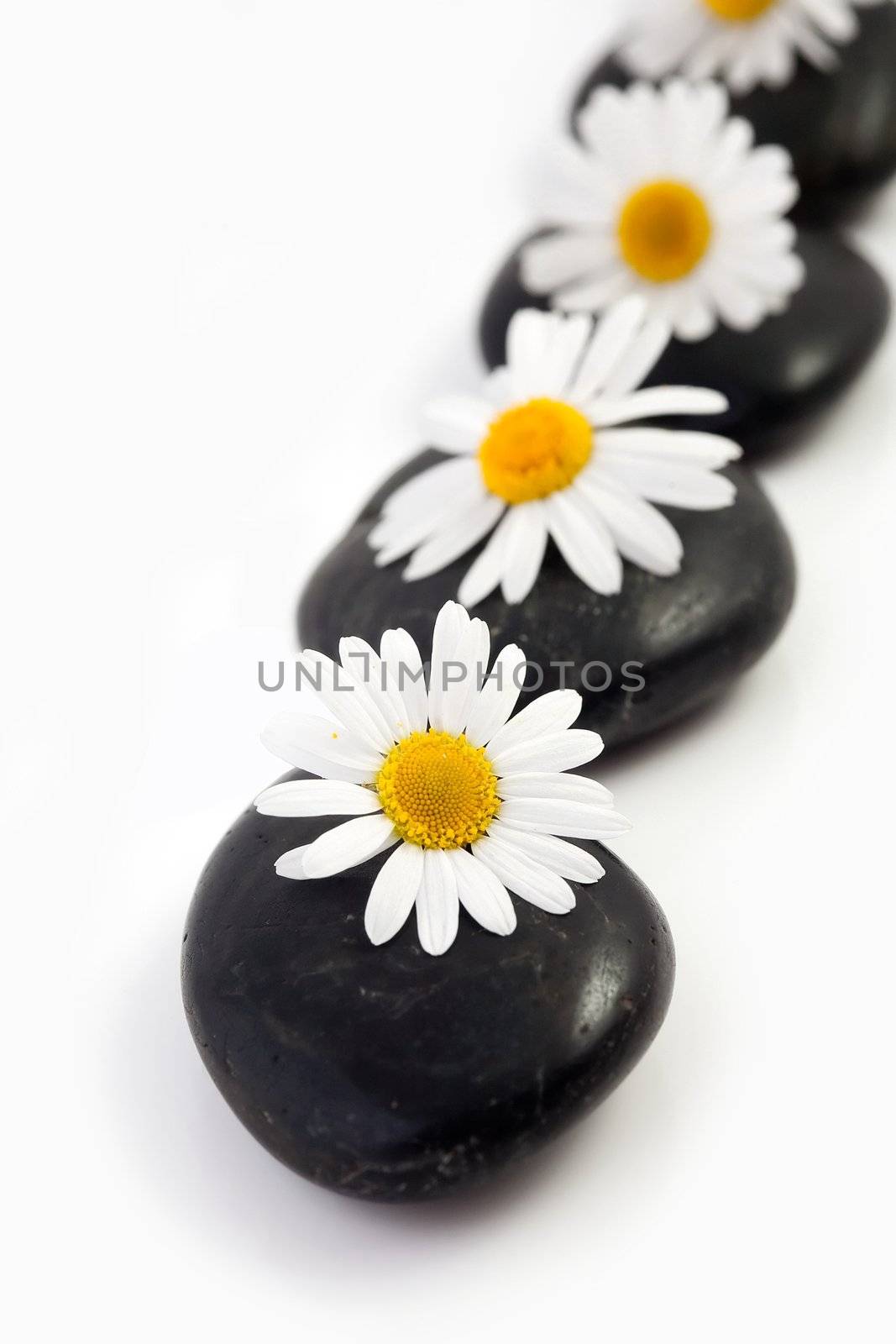 An image of white flowers on black stones