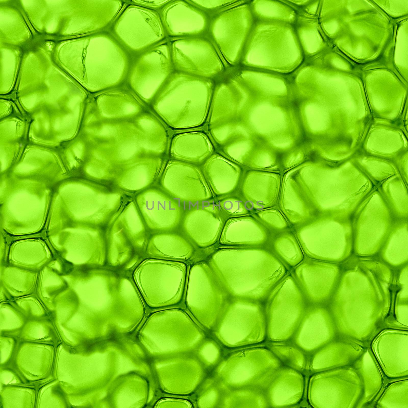 green background from the cells