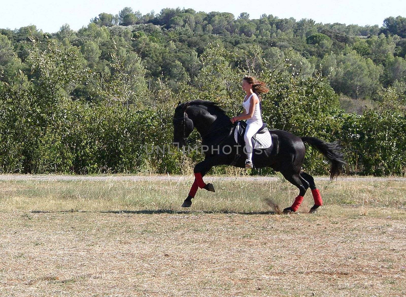 young woman and his black stallion in  a field