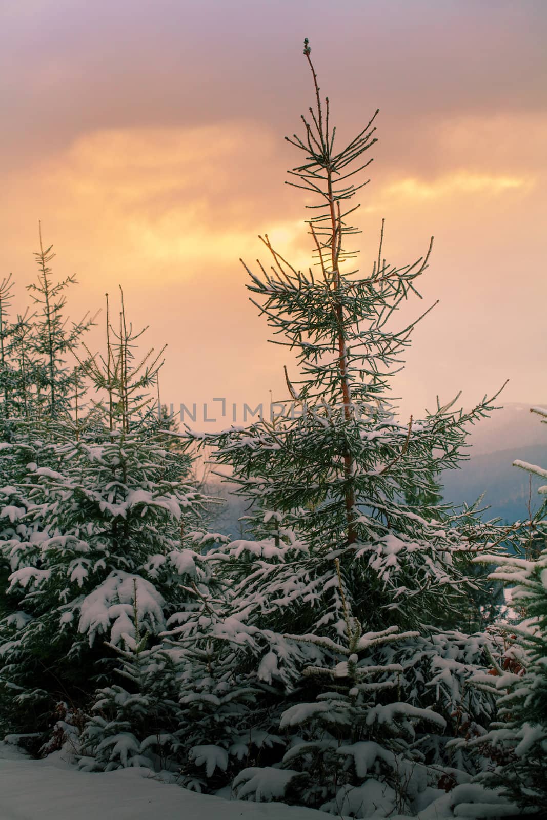 An image of evening mountains and high firtrees covered with snow