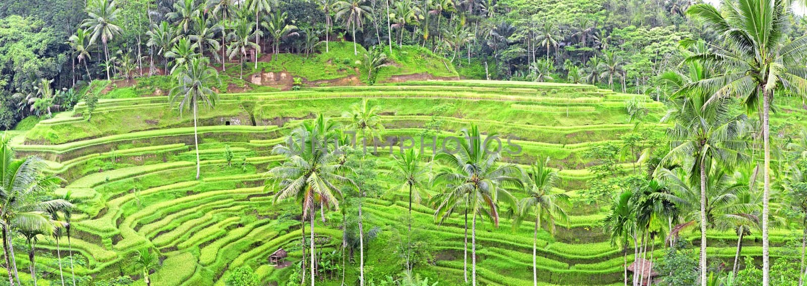 panorama of Tegalalang rice field terraces, Bali, Indonesia by zhu_zhu