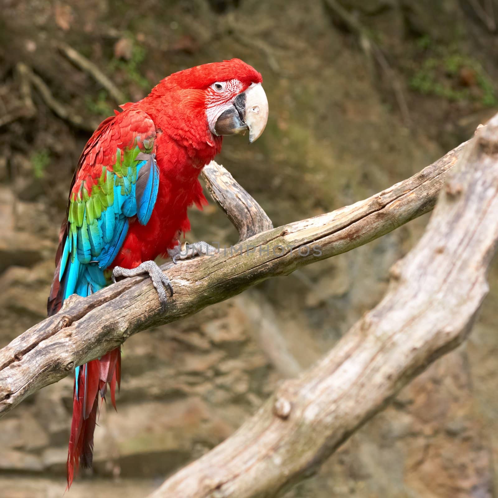 macaw on the branch by zhu_zhu