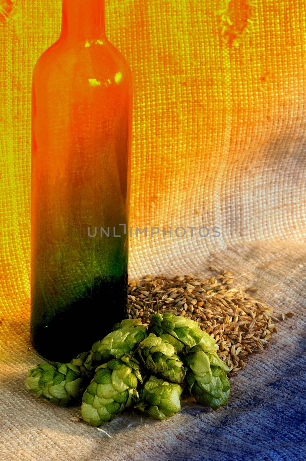 Hop and barley by velkol