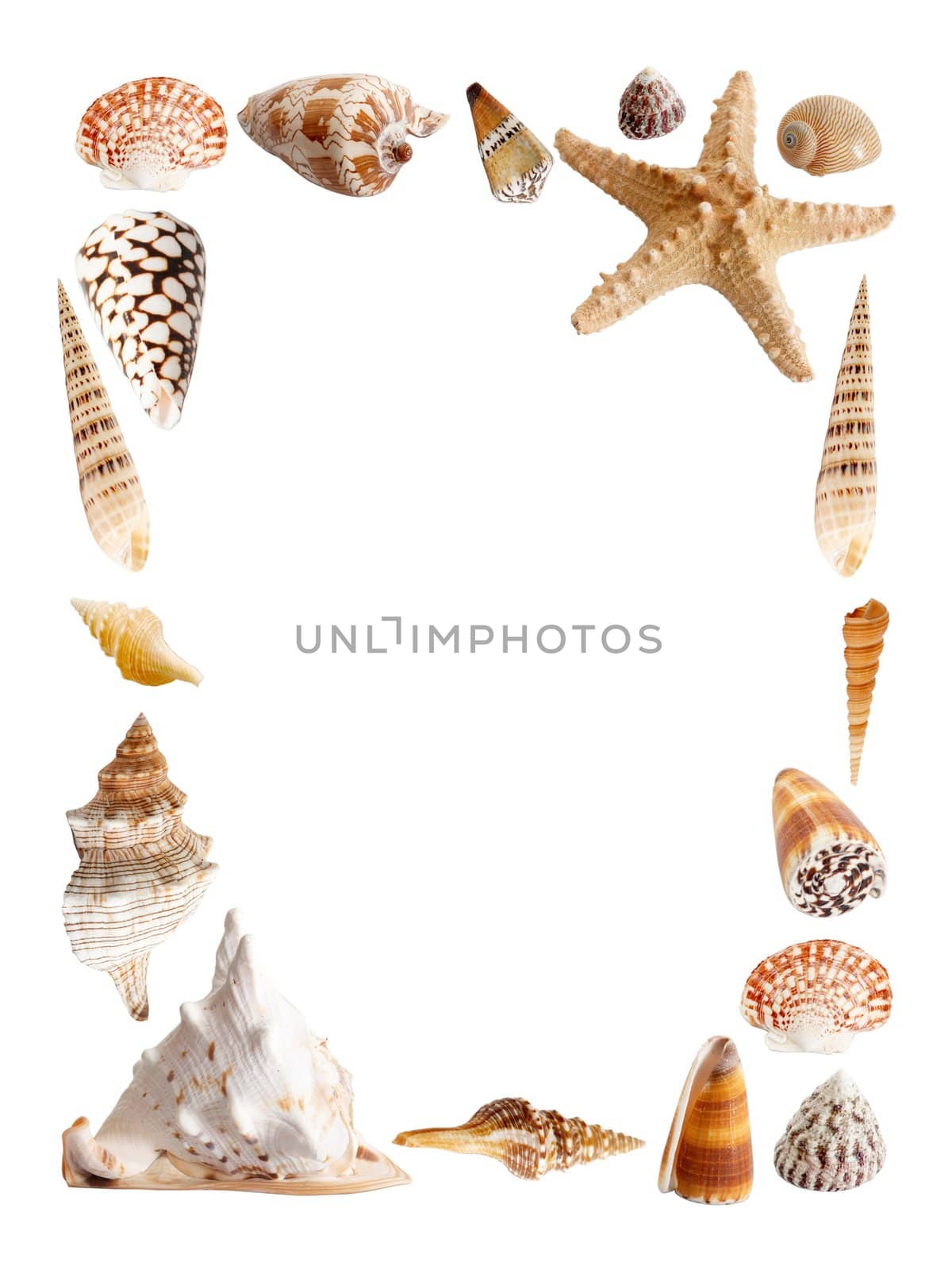 An image of frame of seashells