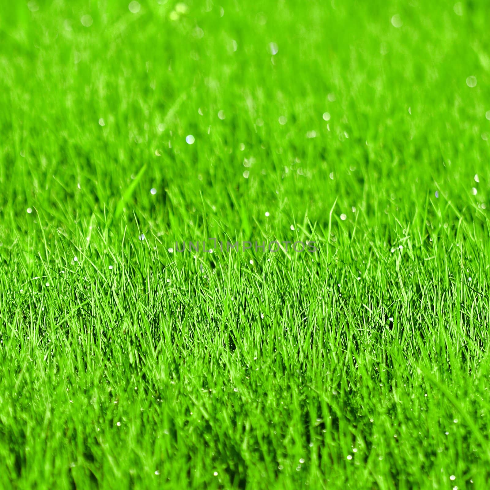 Green grass background with shallow DOF