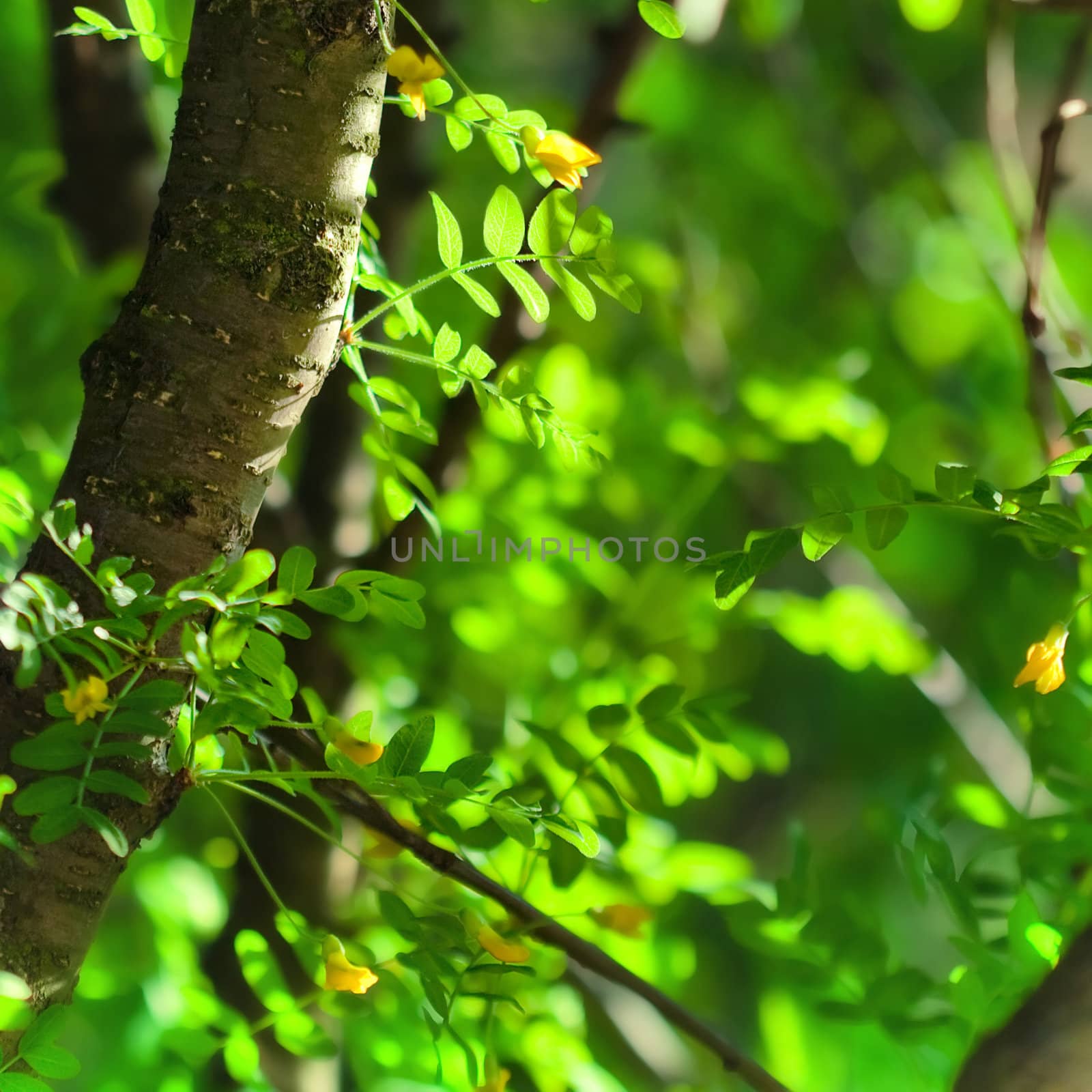 summer background with green leaves of acacia