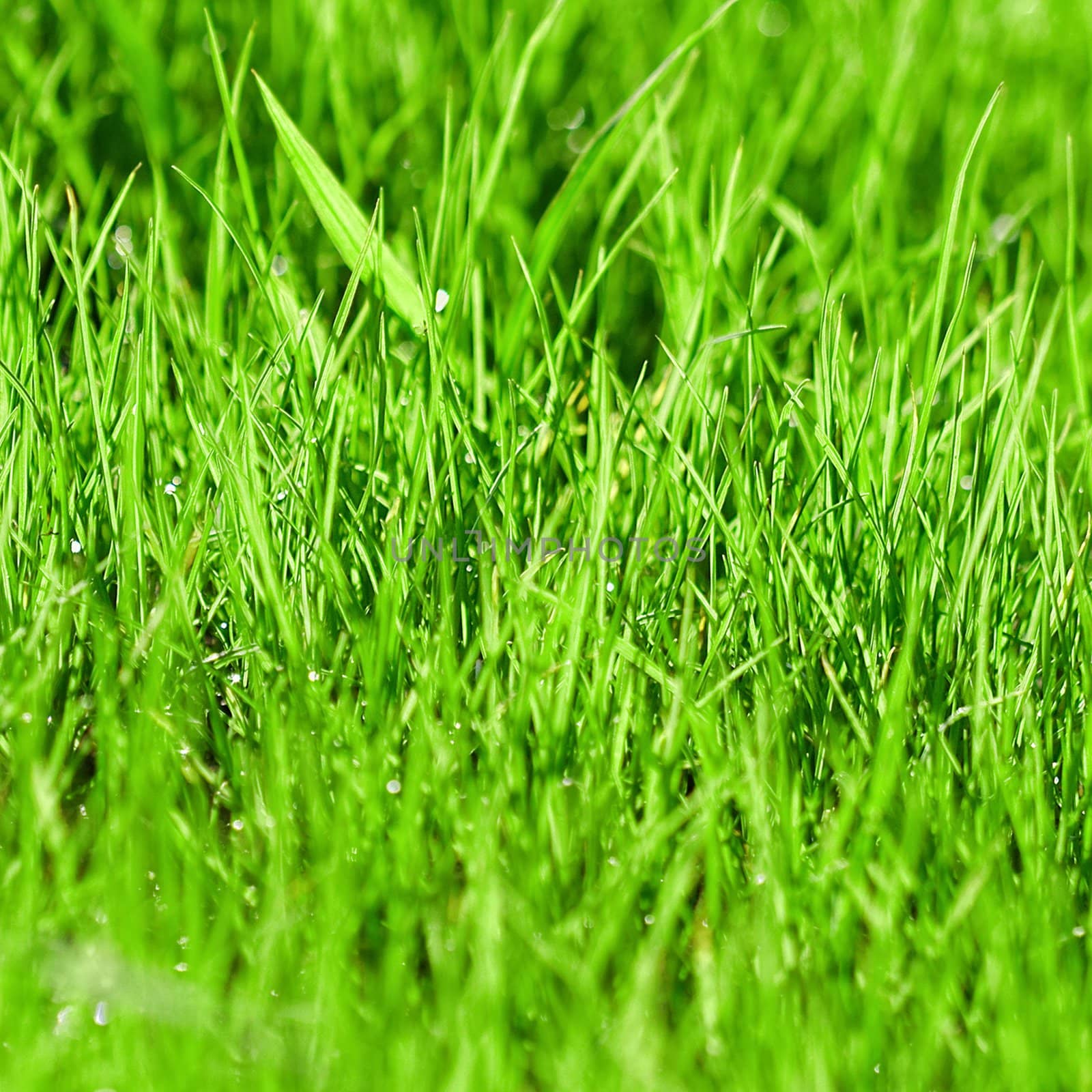 Green grass background