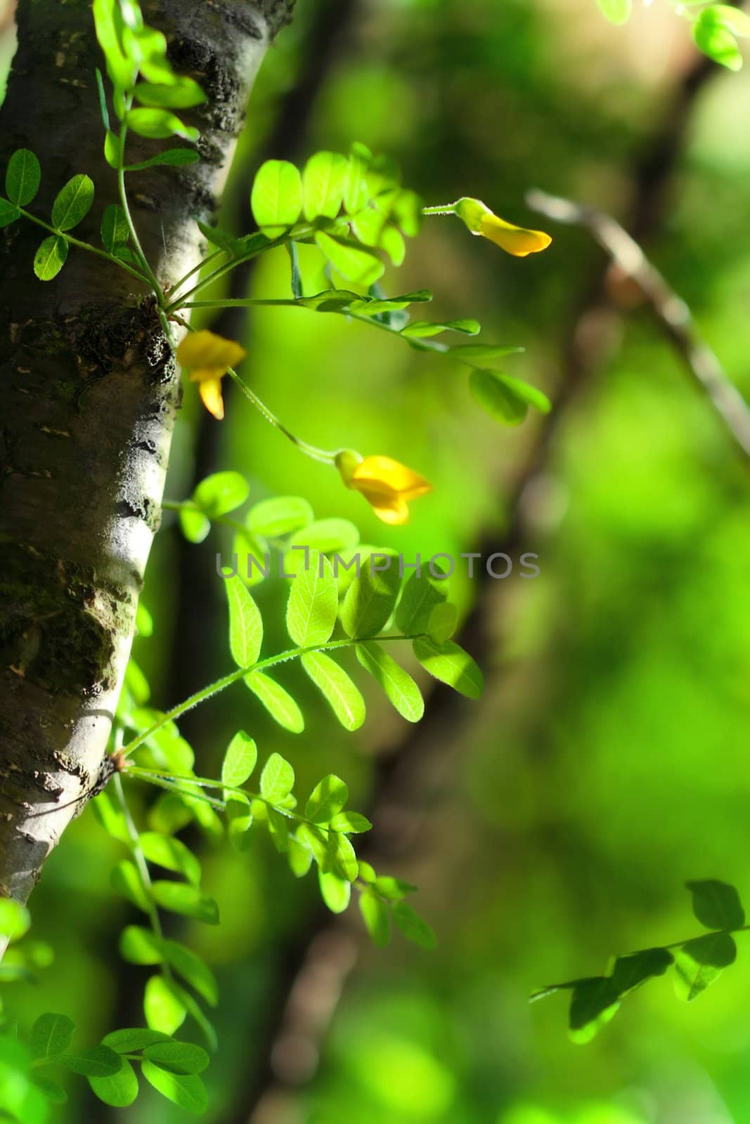 summer background with green leaves of acacia