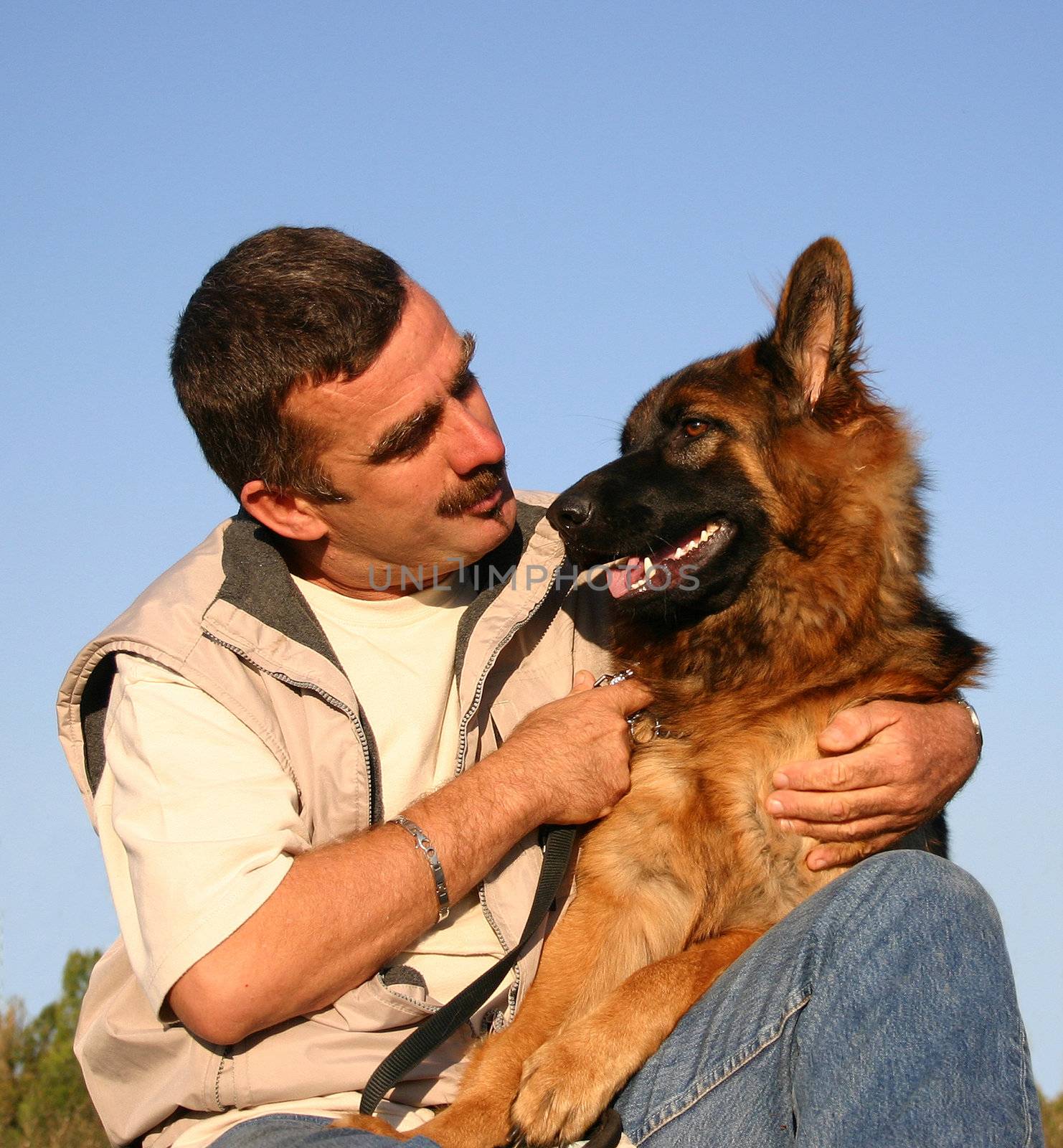 portrait of a purebred german shepherd and man 