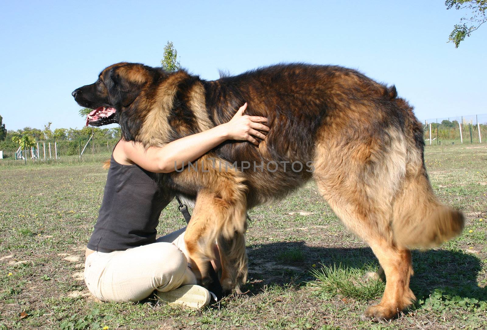 young woman and her purebred dog leonberger