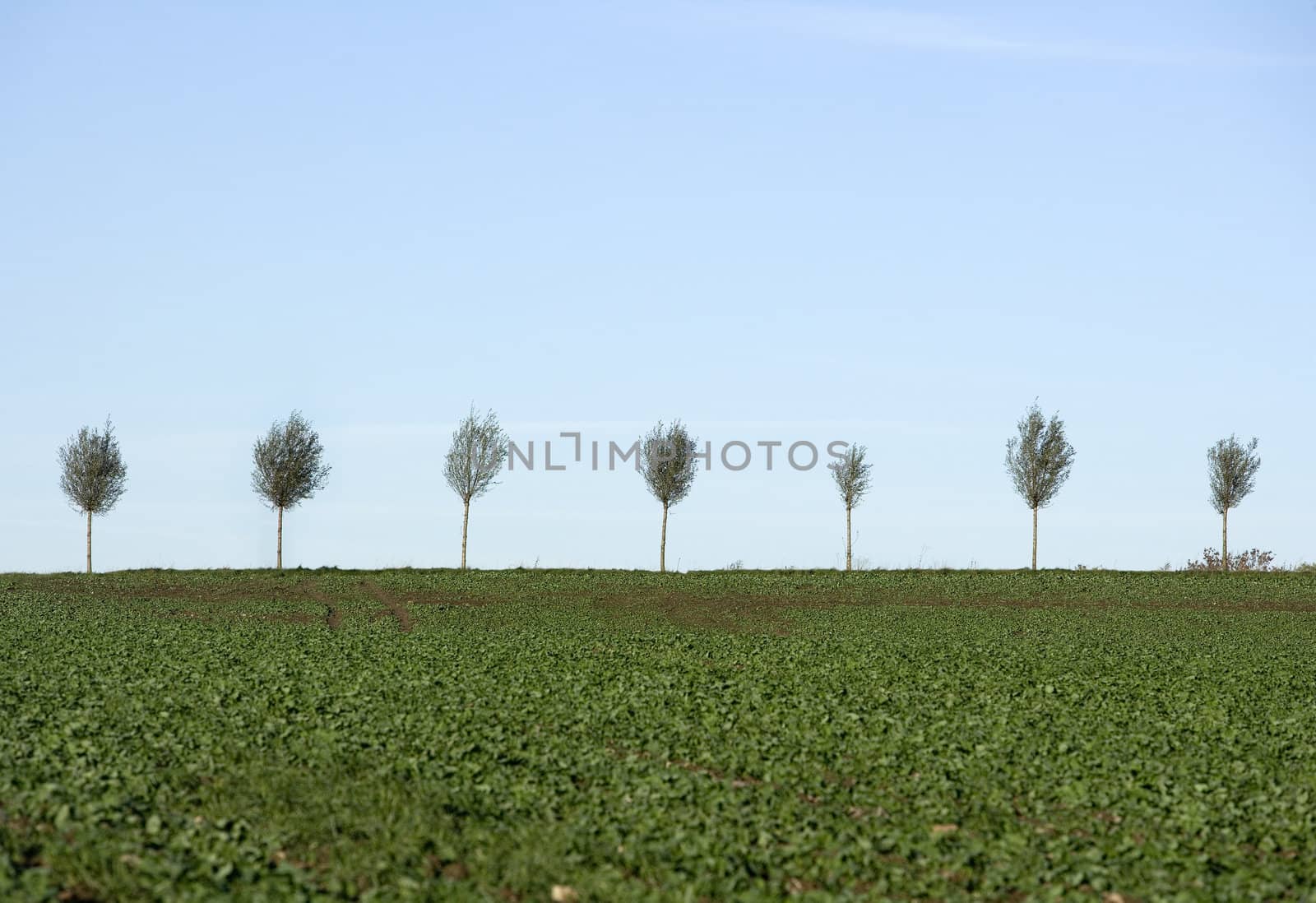 Blasted Trees in a row