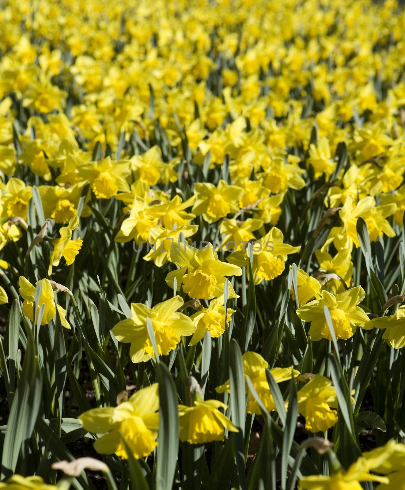 Full Frame of Yellow Daffodils